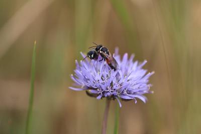 <i>Hylaeus</i>