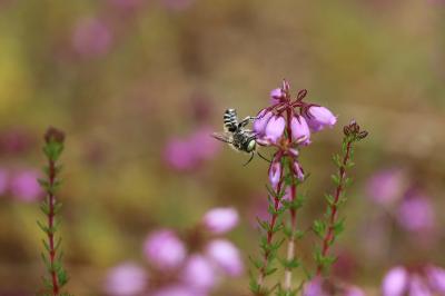 <i>Megachile</i>