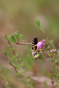 <i>Bembix rostrata</i>