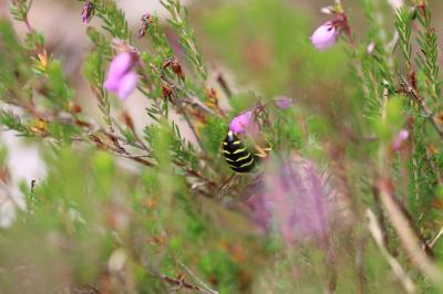 <i>Bembix rostrata</i>
