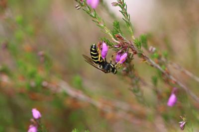 <i>Bembix rostrata</i>