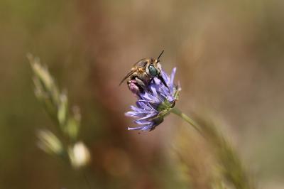 <i>Anthophora bimaculata</i>