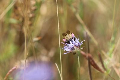 <i>Anthophora bimaculata</i>