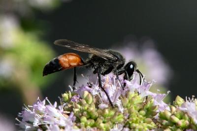 <i>Sphex funerarius</i>
