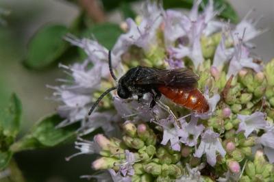 <i>Sphecodes albilabris</i>