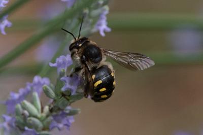 <i>Anthidium</i>