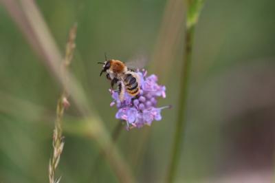 <i>Dasypoda argentata</i>