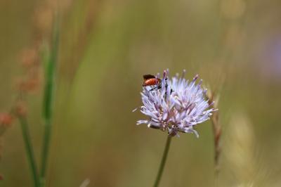 <i>Sphecodes</i>