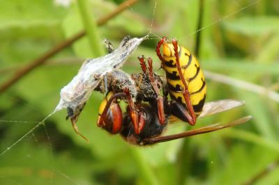 Vespa crabro