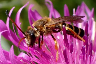 Halictus scabiosae