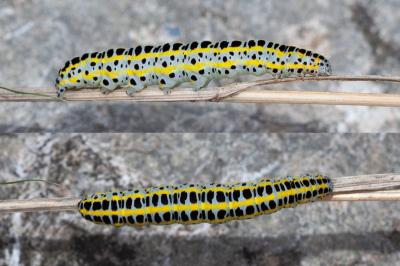 <i>Calophasia lunula</i>