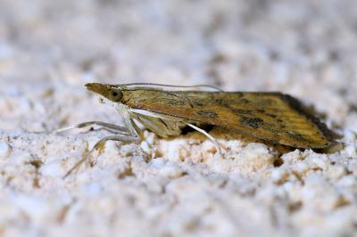 <i>Udea ferrugalis</i>