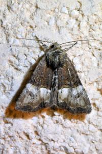 <i>Mesoligia furuncula</i>
