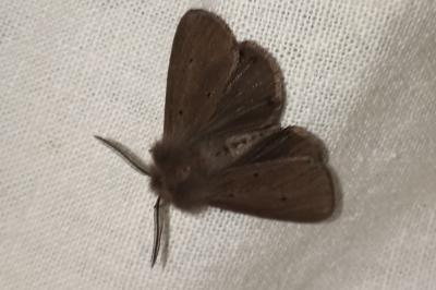 <i>Diaphora mendica</i>