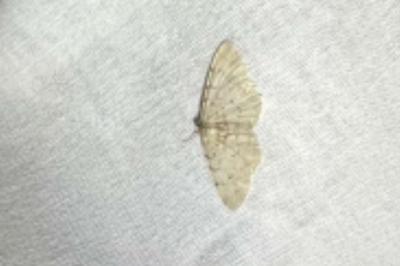 <i>Aethalura punctulata</i>