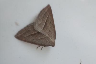 <i>Petrophora chlorosata</i>