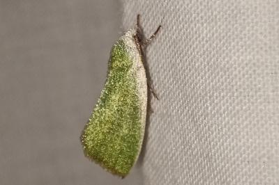<i>Earias clorana</i>