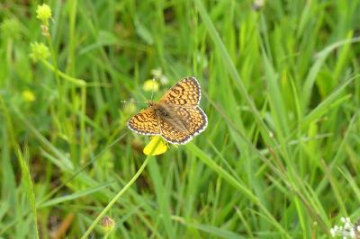 <i>Melitaea cinxia</i>