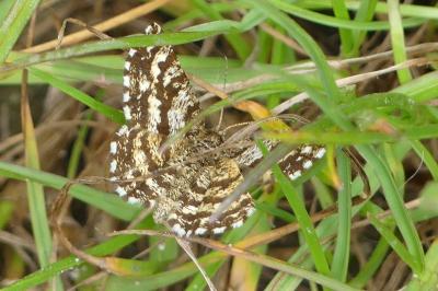 <i>Chiasmia clathrata</i>