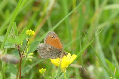 <i>Coenonympha pamphilus</i>