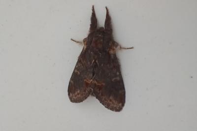 <i>Notodonta dromedarius</i>