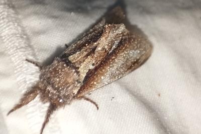 <i>Pheosia tremula</i>