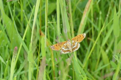 <i>Melitaea cinxia</i>