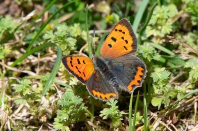 <i>Lycaena phlaeas</i>