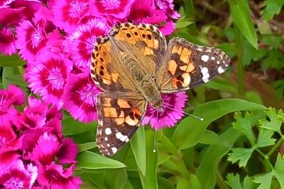 <i>Vanessa cardui</i>