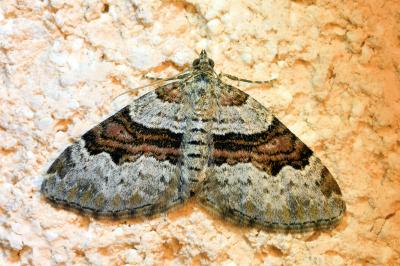 <i>Xanthorhoe designata</i>