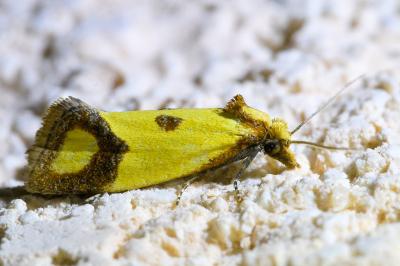 <i>Agapeta zoegana</i>