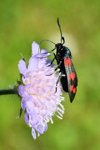<i>Zygaena filipendulae</i>
