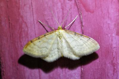 <i>Idaea humiliata</i>