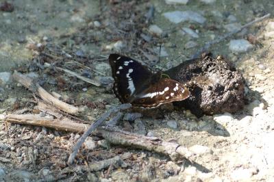 <i>Apatura iris</i>