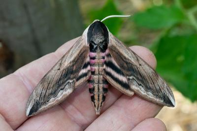 <i>Sphinx ligustri</i>