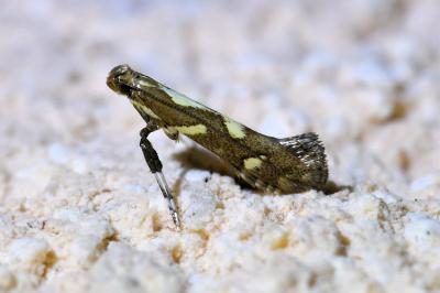 <i>Calybites phasianipennella</i>