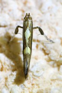 <i>Calybites phasianipennella</i>