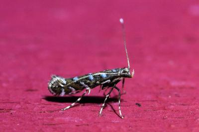 <i>Parectopa ononidis</i>