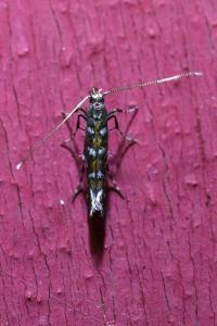 <i>Parectopa ononidis</i>