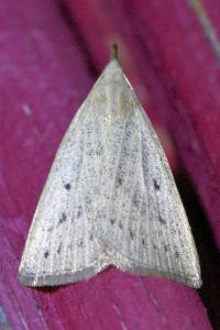 <i>Macrochilo cribrumalis</i>