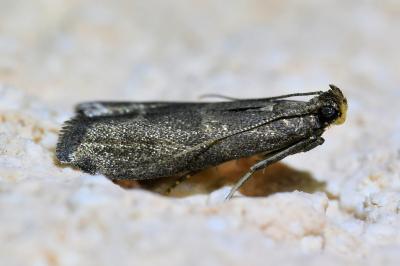<i>Eccopisa effractella</i>