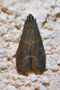 <i>Eccopisa effractella</i>