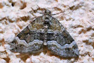 <i>Perizoma bifaciata</i>