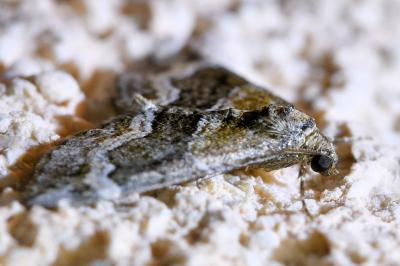 <i>Perizoma bifaciata</i>