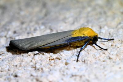 <i>Lithosia quadra</i>
