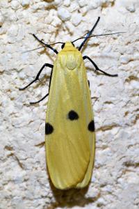 <i>Lithosia quadra</i>