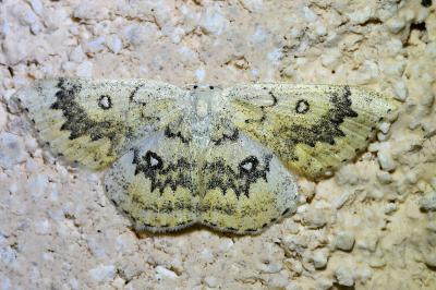<i>Cyclophora annularia</i>