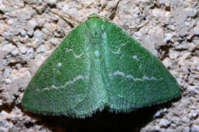 <i>Thetidia smaragdaria</i>