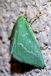 <i>Thetidia smaragdaria</i>