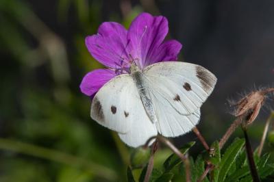 <i>Pieris rapae</i>